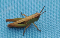 Pseudochorthippus-parallelus